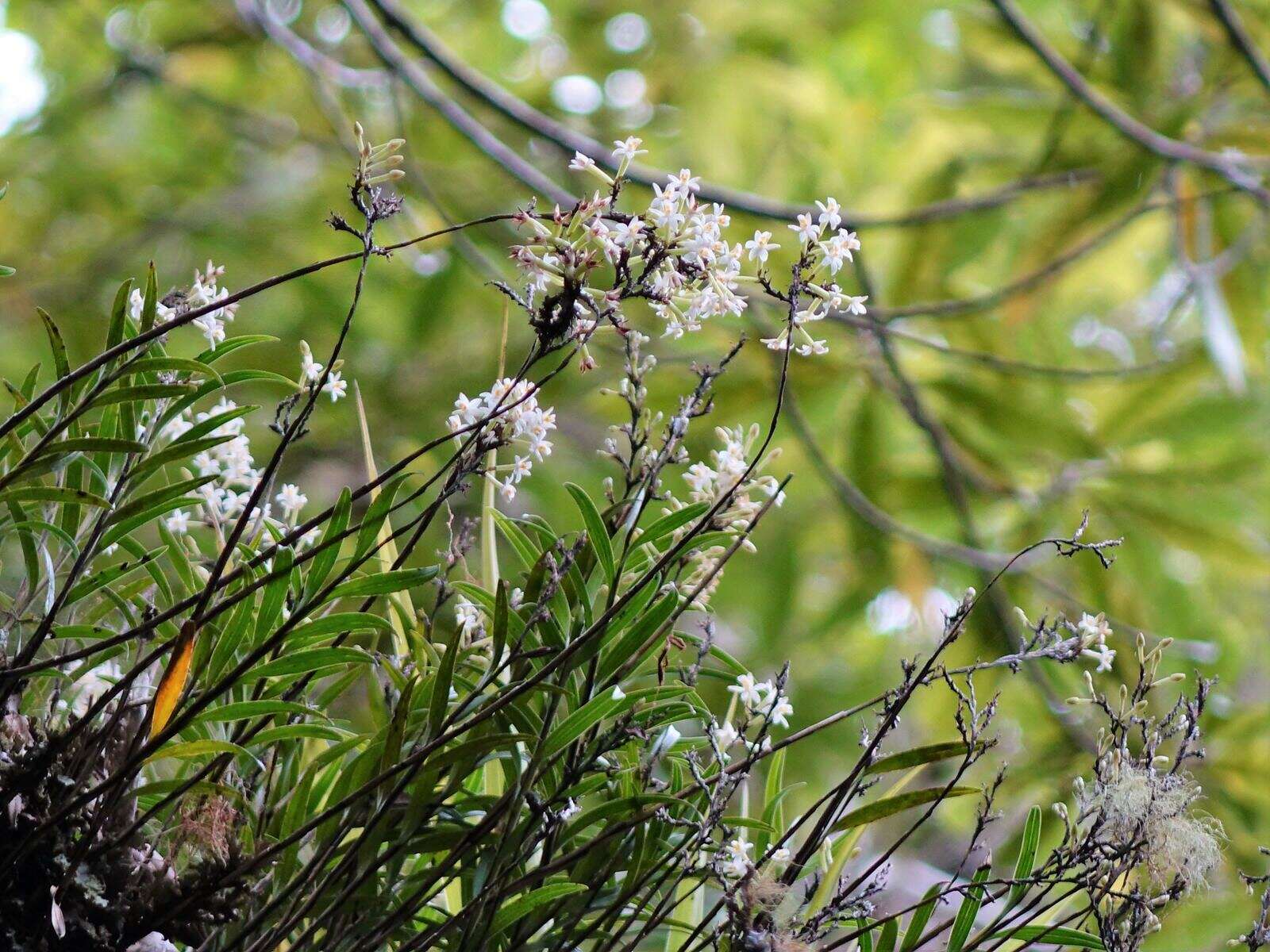 Plancia ëd Earina autumnalis (G. Forst.) Hook. fil.