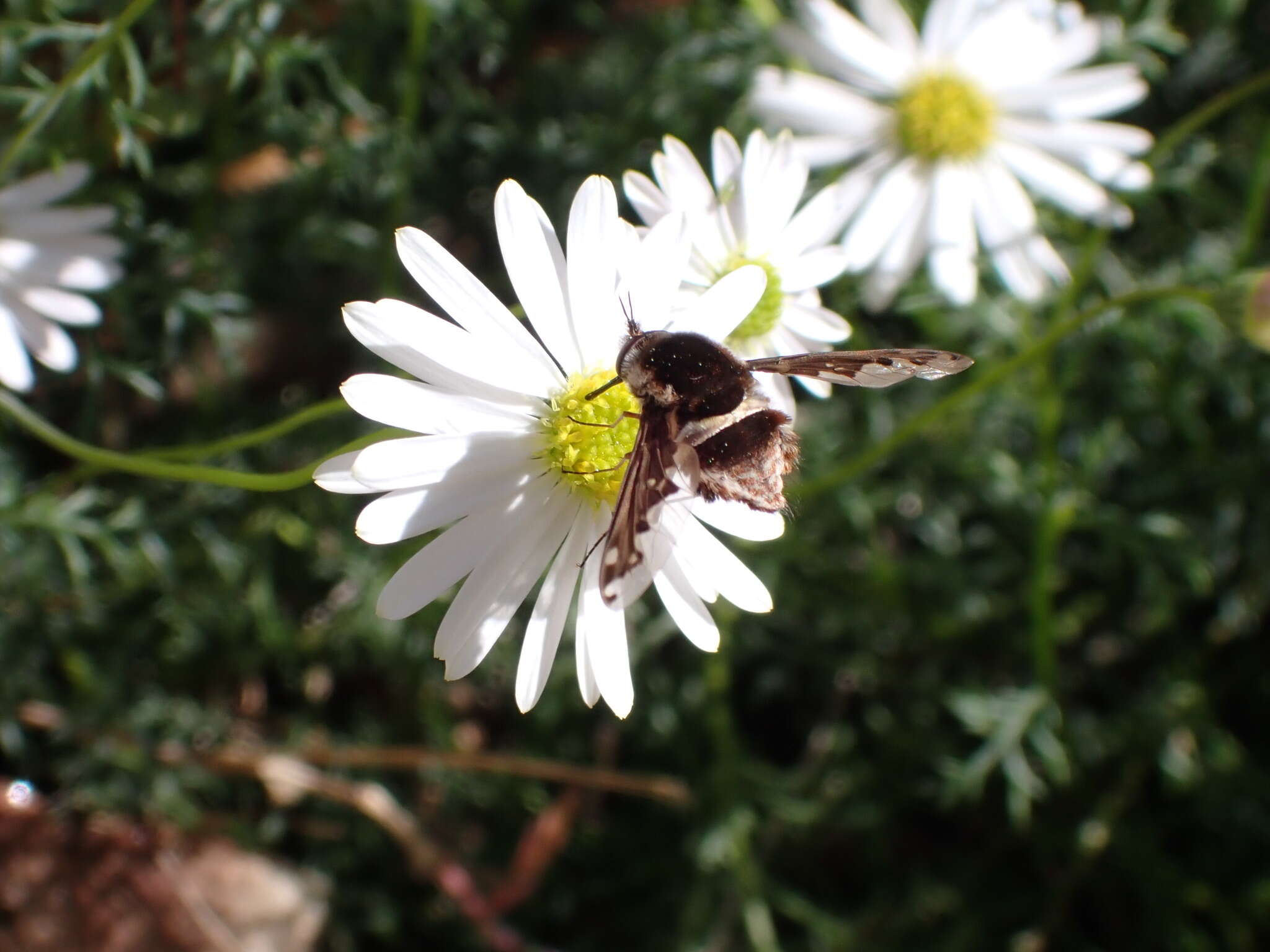 Image of Bombyliini