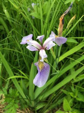 Image de blue flag iris versicolore