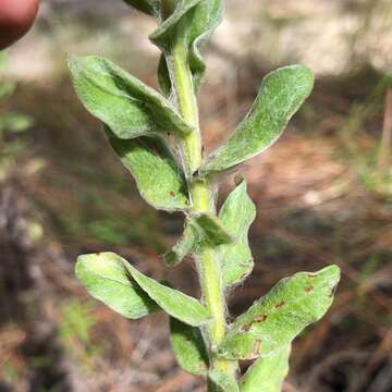 Image of pineland goldenaster