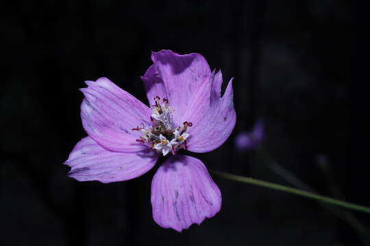 Image of Cosmos ochroleucoflorus Melchert