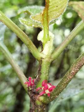 Image of Hoffmannia congesta (Oerst.) Dwyer