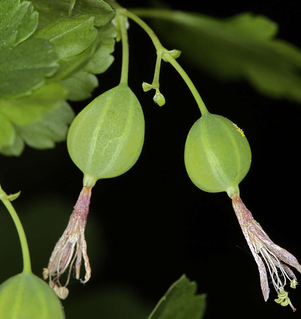 Image of Ribes inerme var. inerme