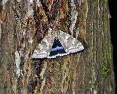 Image of clifden nonpareil