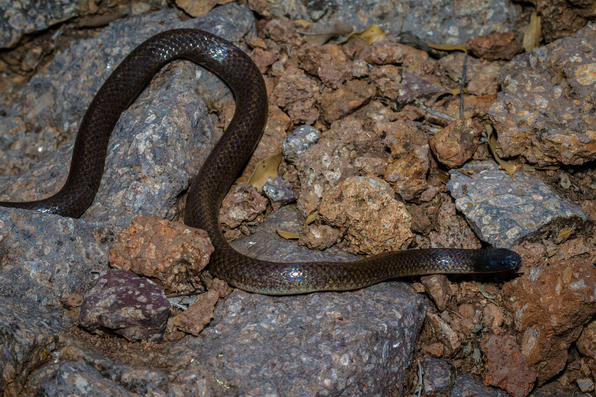 Image of Big Bend Blackhead Snake