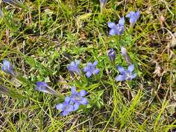 Image of Gentiana septemfida subsp. grossheimii (Doluch.) J. J. Halda