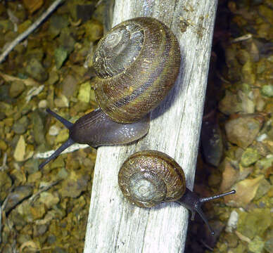 Image of <i>Helminthoglypta morroensis</i> (Hemphill 1911)