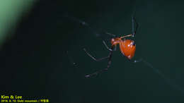 Image of Argyrodes miniaceus (Doleschall 1857)