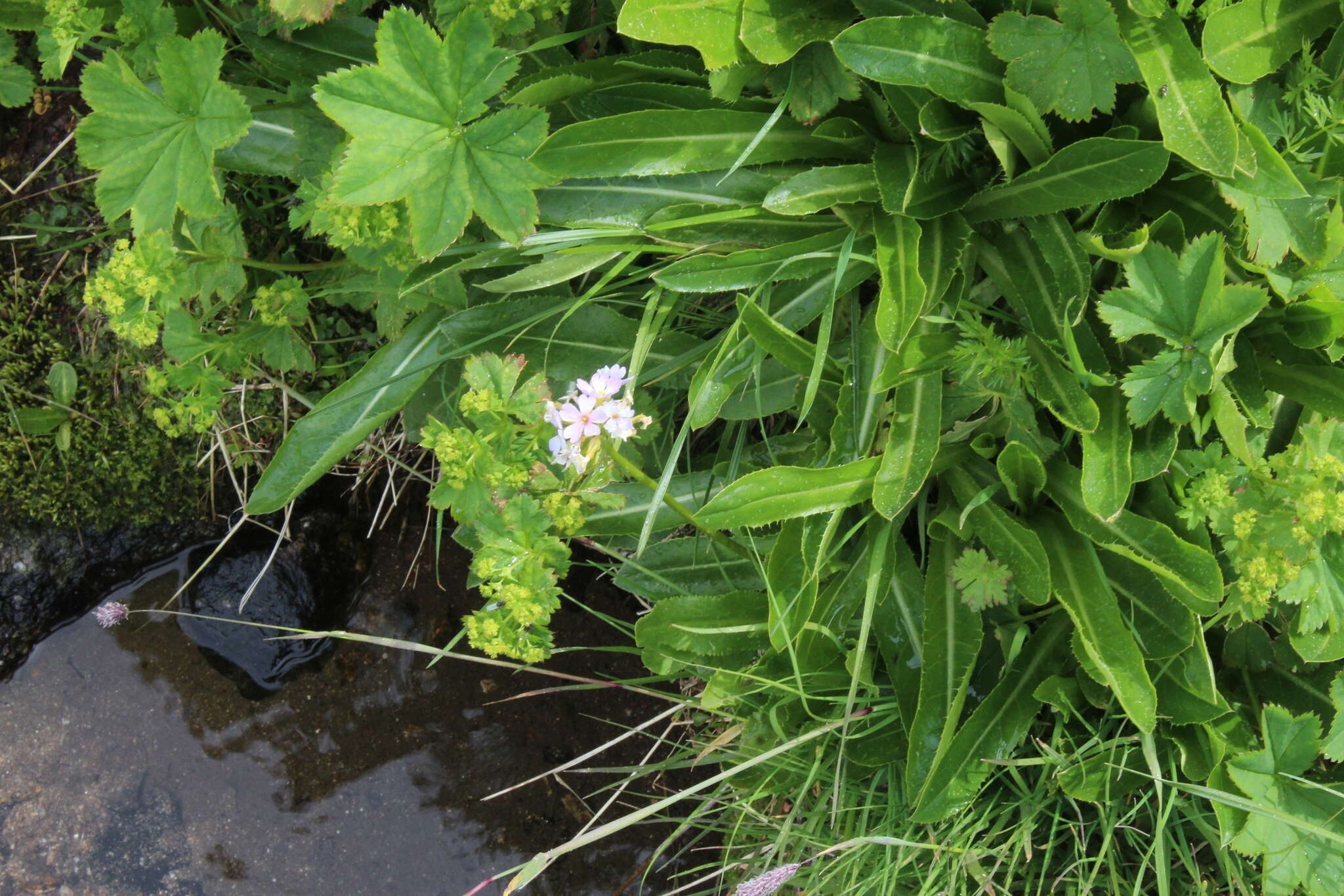 Слика од Primula auriculata Lam.