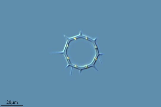 Image of <i>Dictyocha octonaria</i>