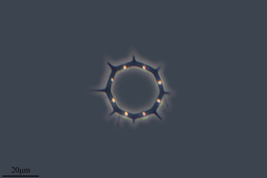 Image of <i>Dictyocha octonaria</i>