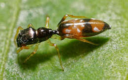 Image of Jumping spider