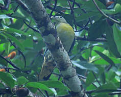 Image of Large Green Pigeon
