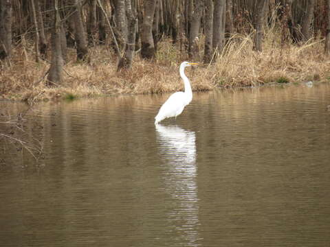 Image of Ardea alba egretta Gmelin & JF 1789