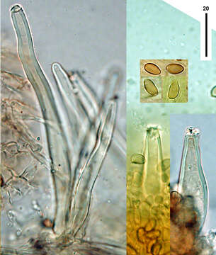 Image of Inocybe serratoides Matheny & Bougher 2017