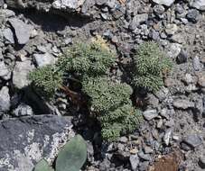 Image of gray springparsley