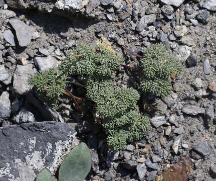 Image de Aulospermum cinerarium (A. Gray) Coult. & Rose