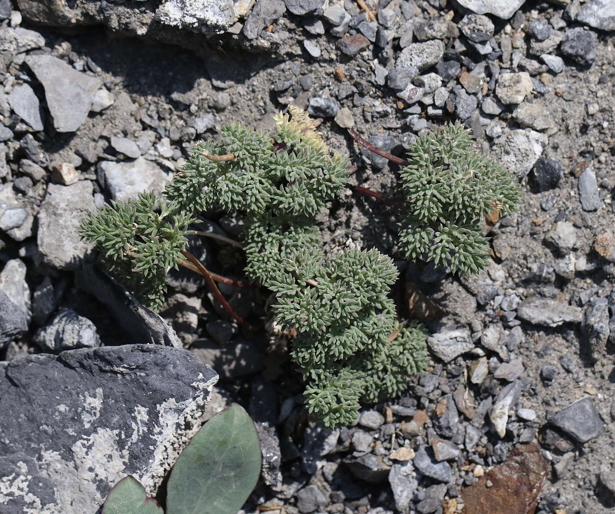 Слика од Aulospermum cinerarium (A. Gray) Coult. & Rose