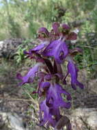 Image of Giant Orchid