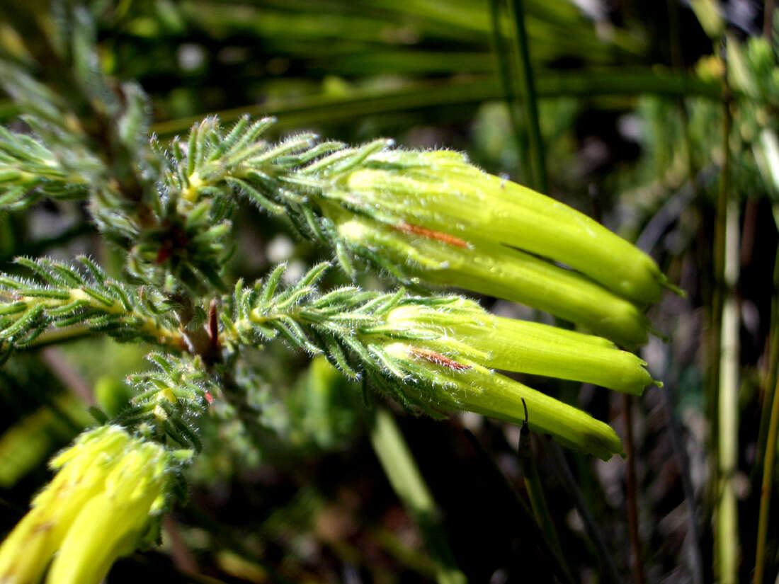 Image of Erica unicolor subsp. unicolor