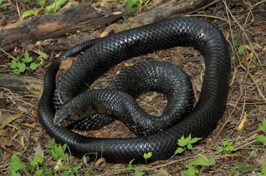 Image of Indigo Snake