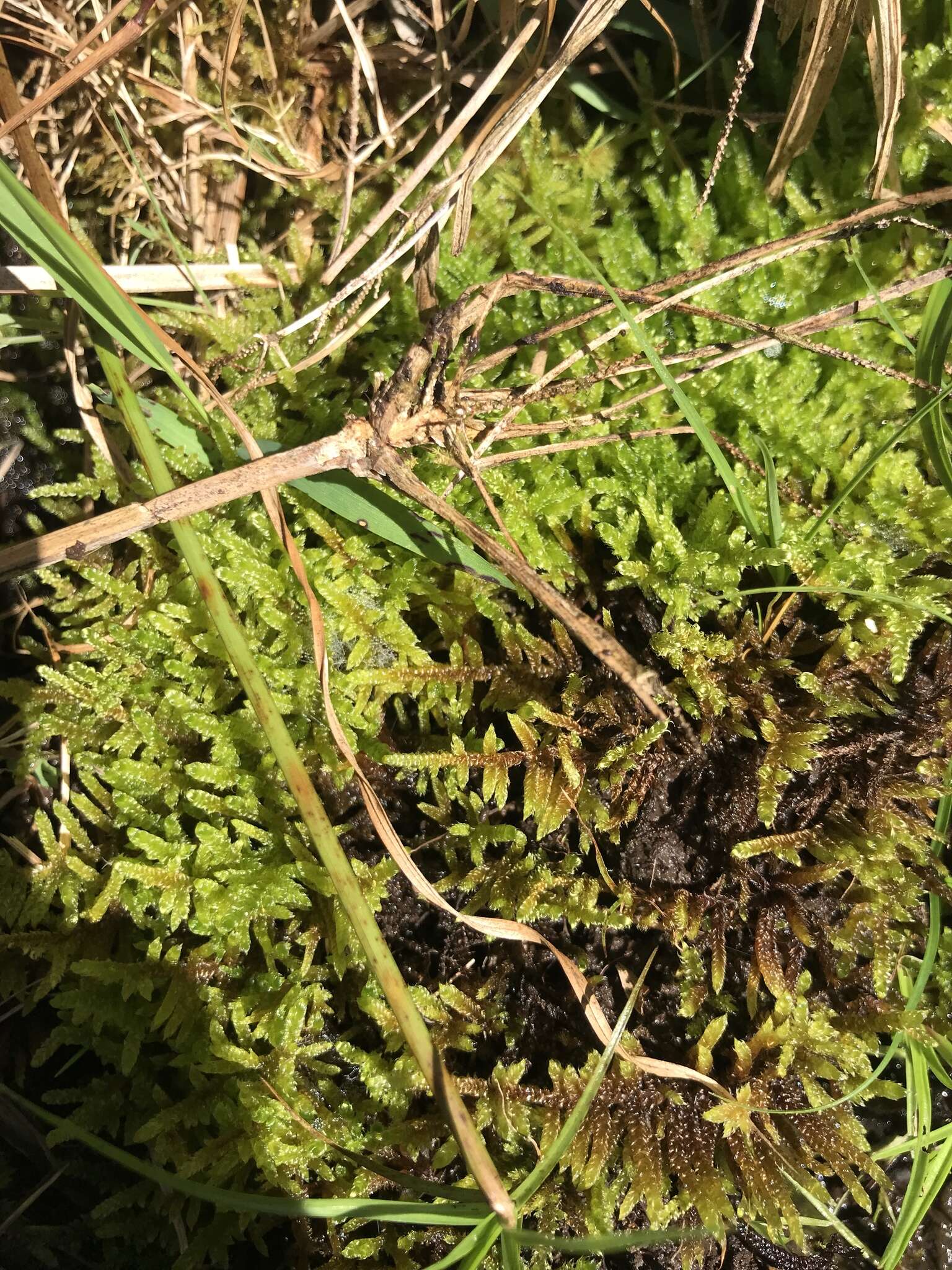 Image of Cypress-leaved plaitmoss