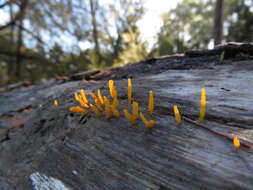 Image of Calocera guepinioides Berk. 1845