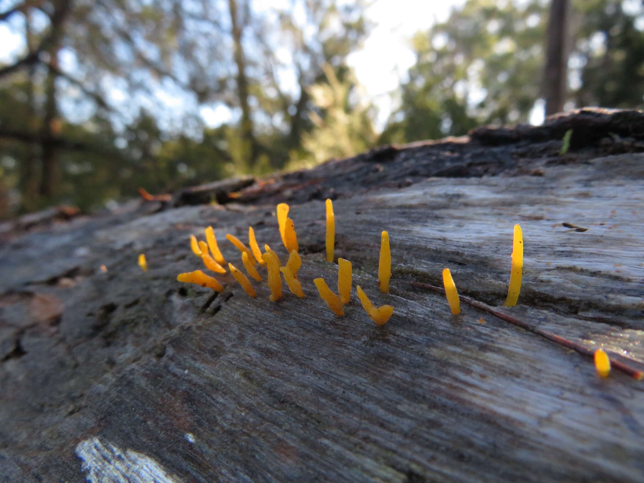 Image of Calocera guepinioides Berk. 1845