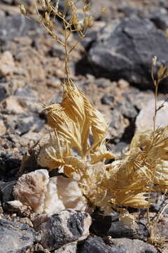 Image of Ripley's gilia