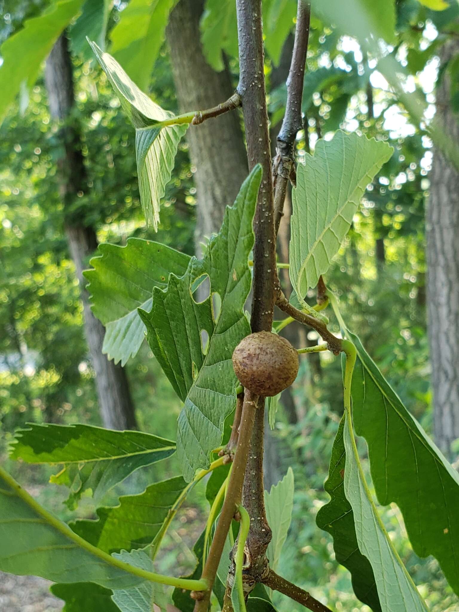 Image of Round Bullet Gall Wasp