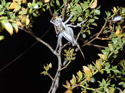 Image of Ateloplus splendidus Hebard 1934