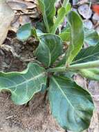 Image of Crossandra greenstockii S. Moore