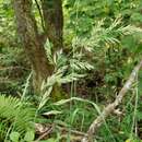 Image of Greeneochloa coarctata