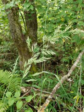 Image de Greeneochloa coarctata