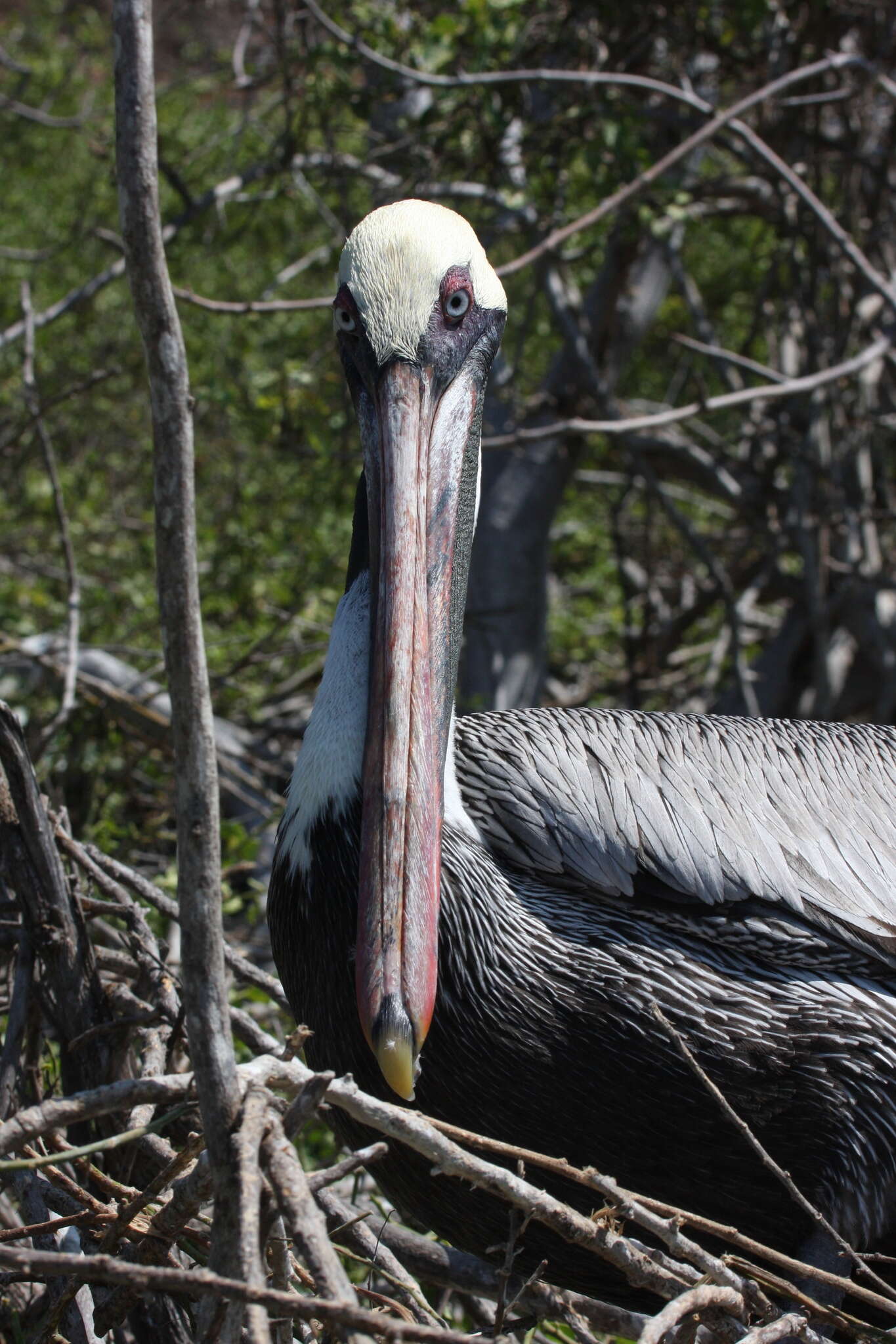 Image of Pelecanus occidentalis urinator Wetmore 1945