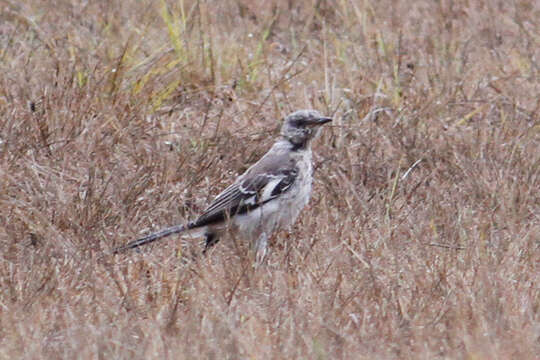 Image of Northern Mockingbird