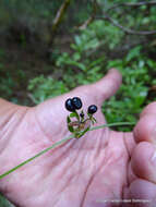 Image of Galium aschenbornii S. Schauer