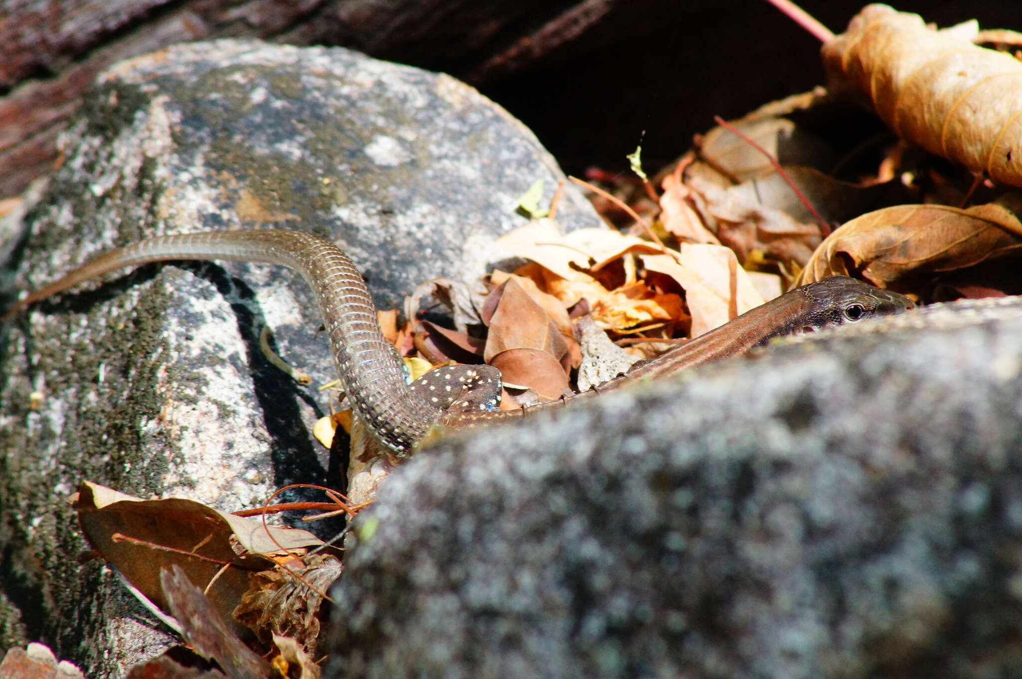 Plancia ëd Aspidoscelis guttatus (Wiegmann 1834)