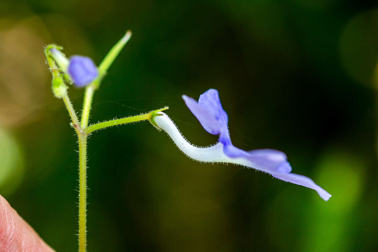 Image of Streptocarpus haygarthii N. E. Brown ex C. B. Clarke