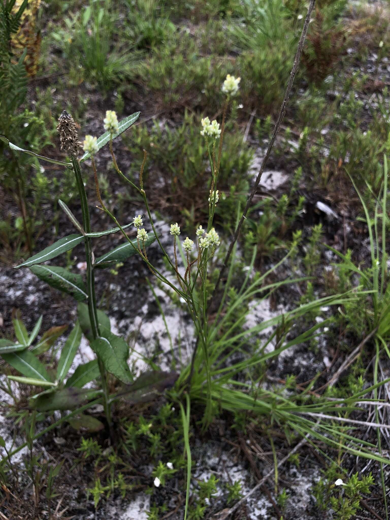 Image of Coastal-Plain Milkwort