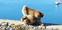 Image of Barbary Ape