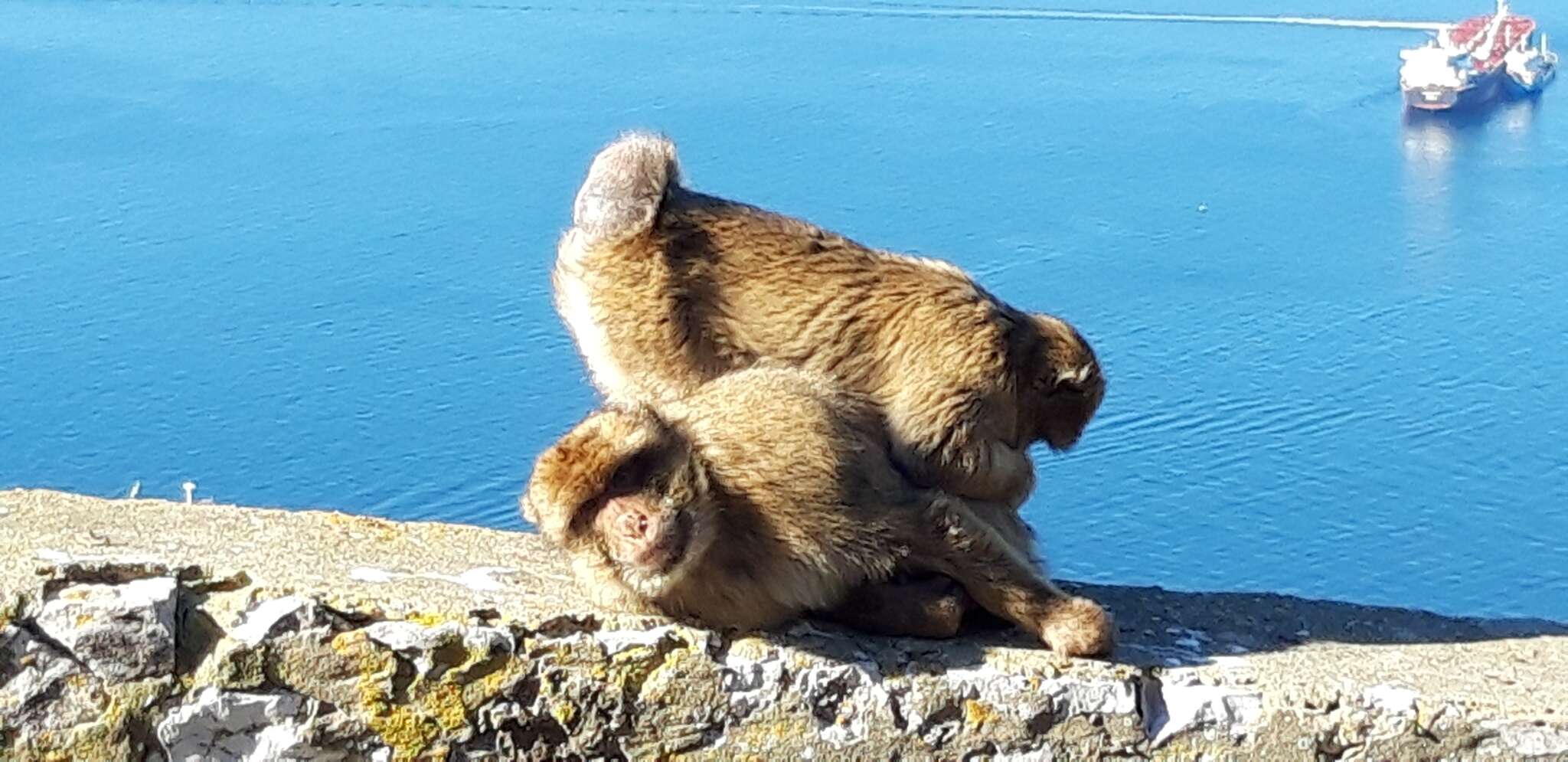 Image of Barbary Ape