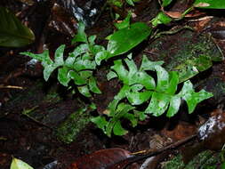 Image of Lindsaea falcata Dryand.
