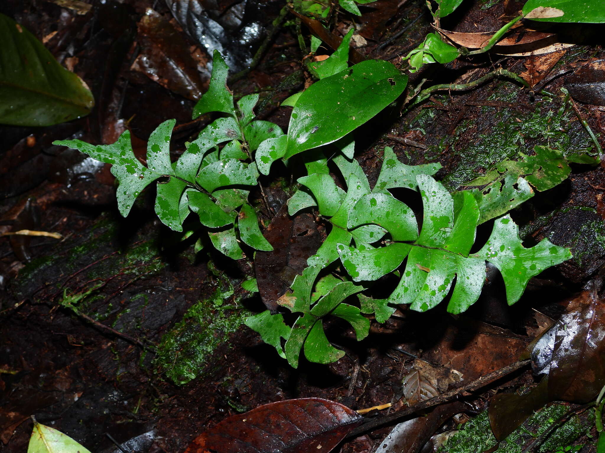 Image of Lindsaea falcata Dryand.