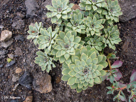 Imagem de Viola cotyledon Ging.