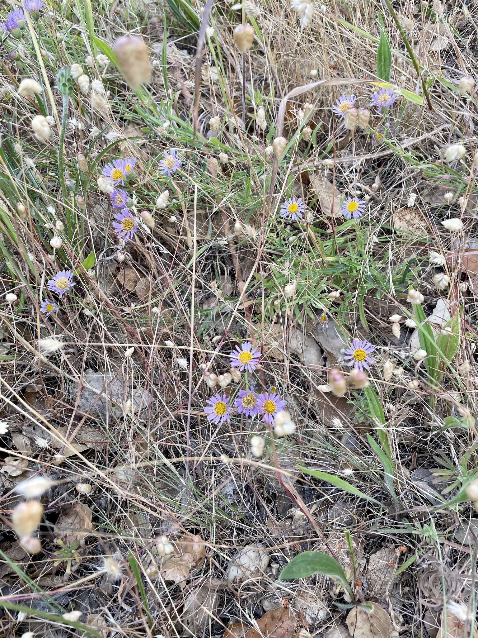 Image of Franciscan erigeron