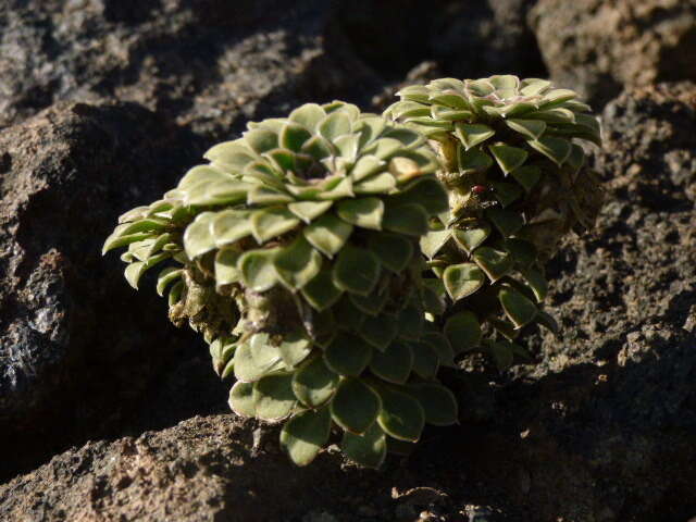 Image of Viola pachysoma