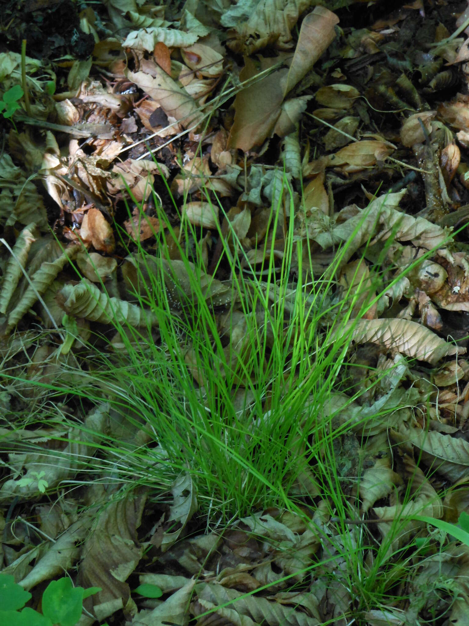 Image of Carex ussuriensis Kom.