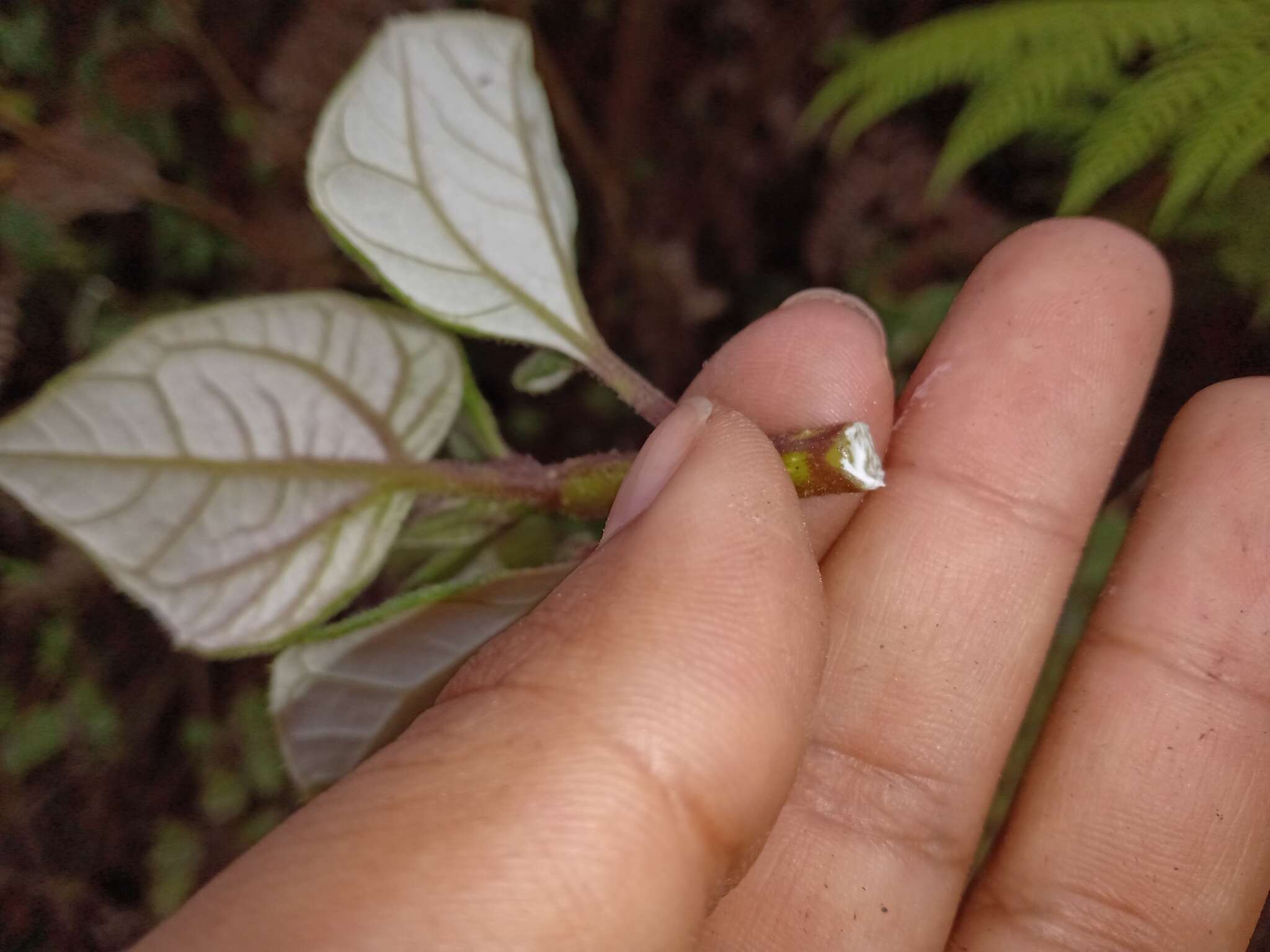 Image of Sinclairia polyantha (Klatt) Rydb.