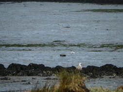 Image of avocet, pied avocet